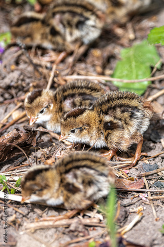 Fresh Hatchlings of California Quail  Callipepla californica 