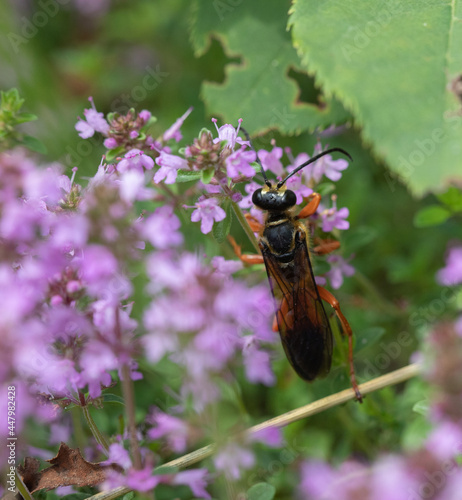 A closeup of a Great Golden Digger Wasp (sphex ichneumoneus ) on pink wild thyme flowers (Thymus serpyllum) in July in Muskoka
 photo