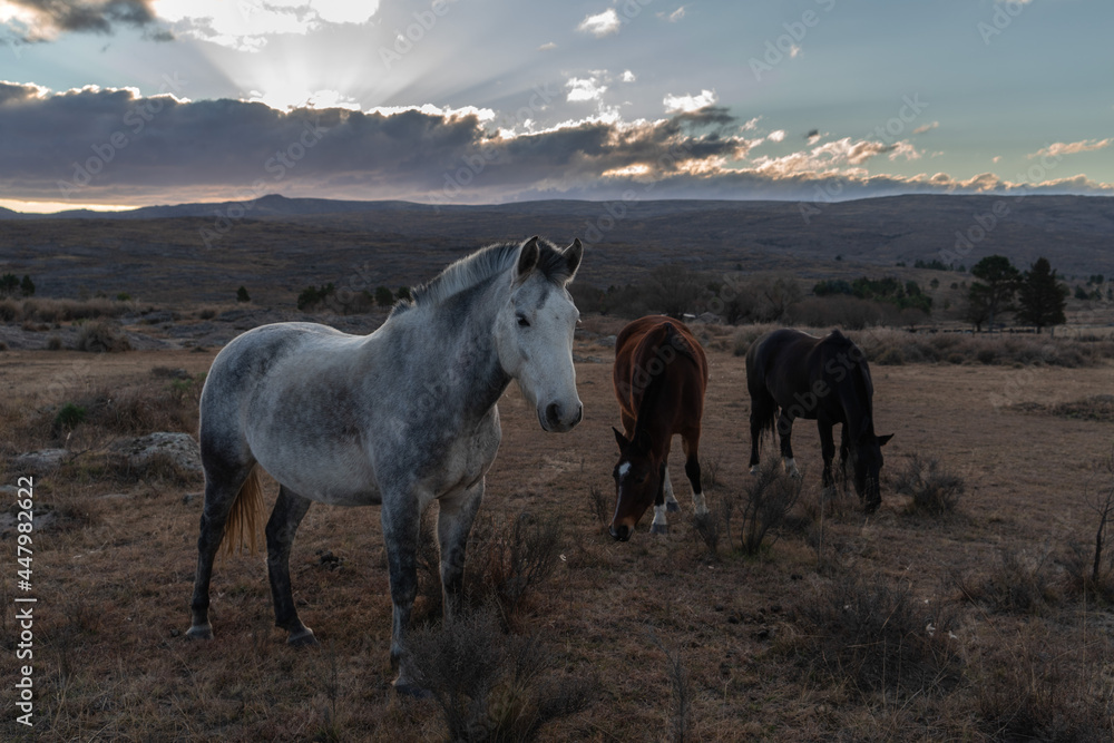 Three horses graze at sunset in winter Three horses graze at sunset in winter