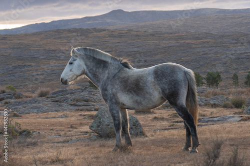 Grey horse in a pasture in the mountains. Autumn landscape on a sunny day