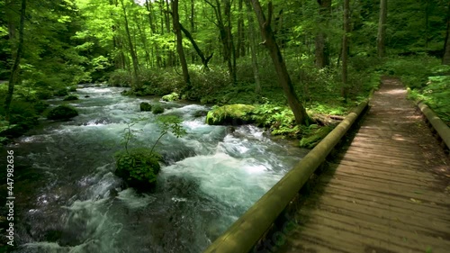 夏の奥入瀬渓流