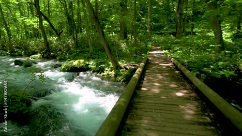 夏の奥入瀬渓流