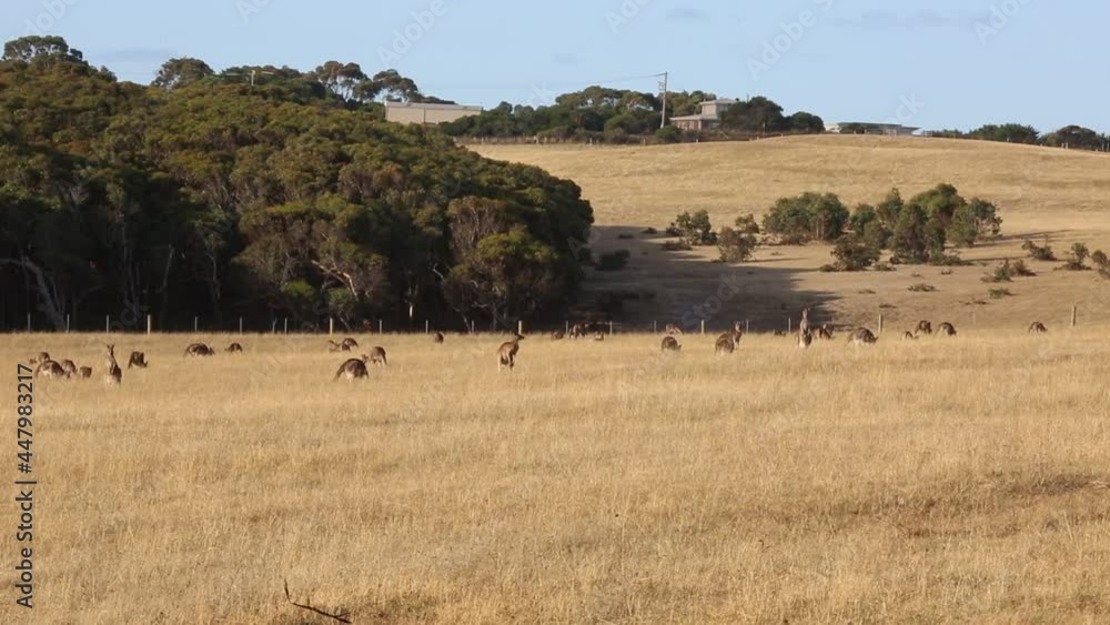 Landscape with Kangaroo - Victoria, Australia Landscape with Kangaroo - Victoria, Australia