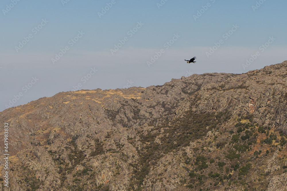 Andean Condors (Vultur gryphus) flying over Quebrada del condorito National Park, Córdoba , Argentina Andean Condors (Vultur gryphus) flying over Quebrada del condorito National Park, Córdoba , Argentina