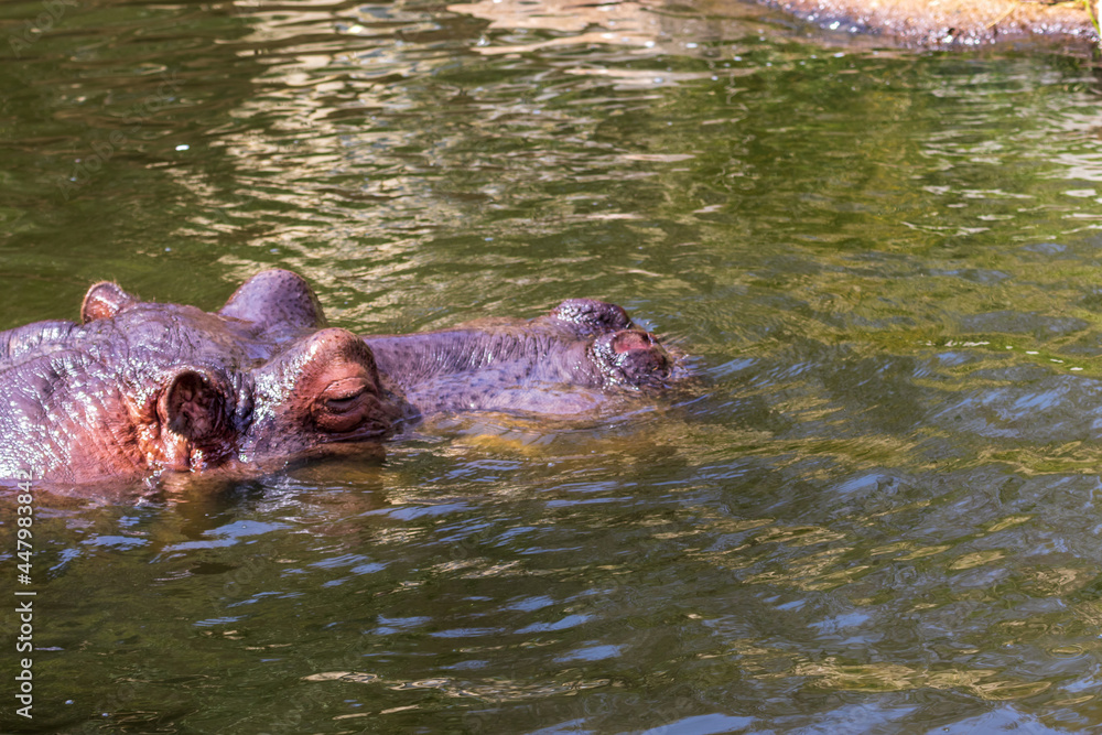 Obraz premium 水面から顔の一部を出して泳ぐカバ