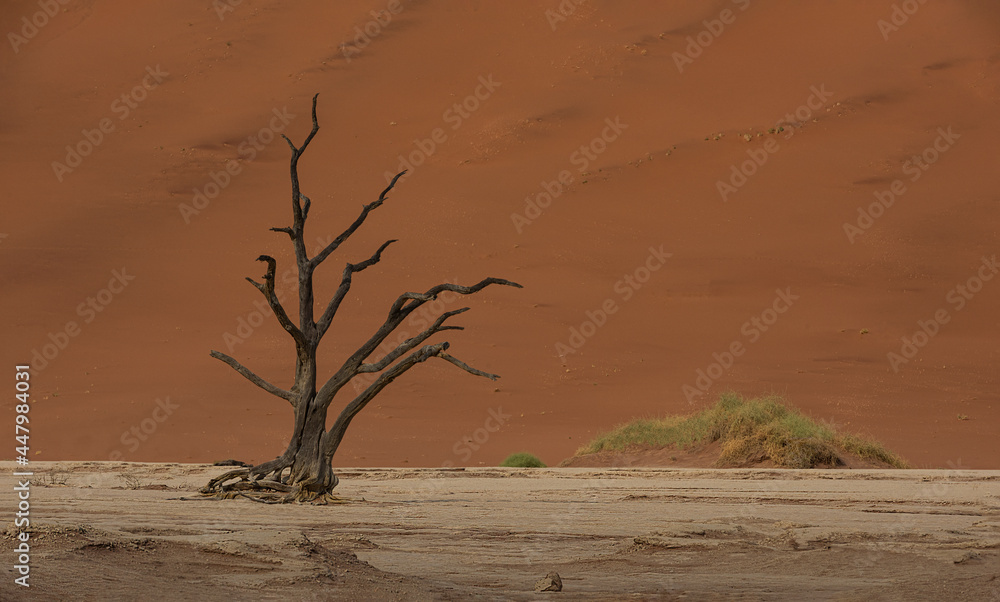 Tree and Dunes at Deadvlei
