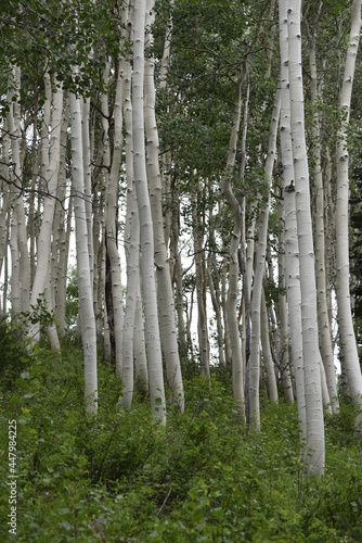 Quaking Aspen portrait view in Wasatch National Forest photo