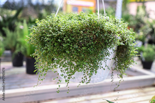 A hanging basket of a Baby Tears plant photo