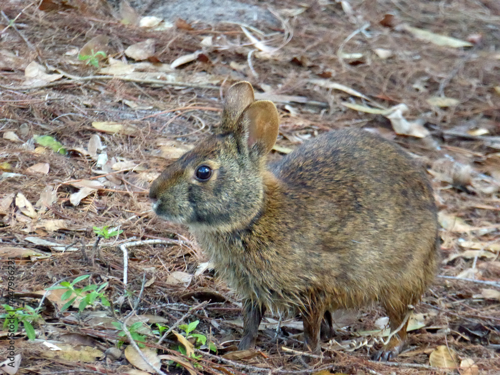 Marsh Rabbit (Sylvilagus palustris) in Wakotahatchee Marsh Rabbit (Sylvilagus palustris) in Wakotahatchee