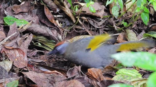 Chestnut-crowned Laughingthrush nature bird finding some food.
