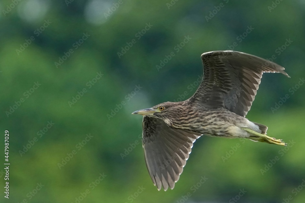 グリーンバックに優雅に飛ぶホシゴイ(ゴイサギ幼鳥) グリーンバックに優雅に飛ぶホシゴイ(ゴイサギ幼鳥)