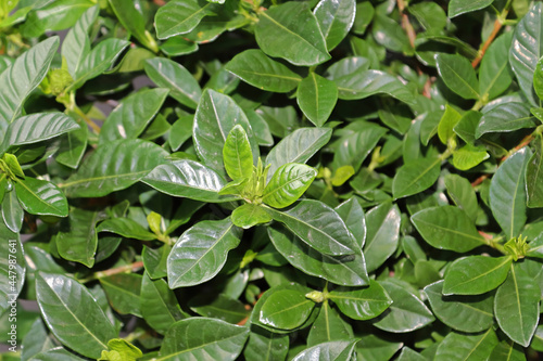 Closeup of gardenia house plant green leaves