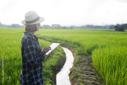 Farmers woman hold iPads to check the quality of rice in the rice fields.