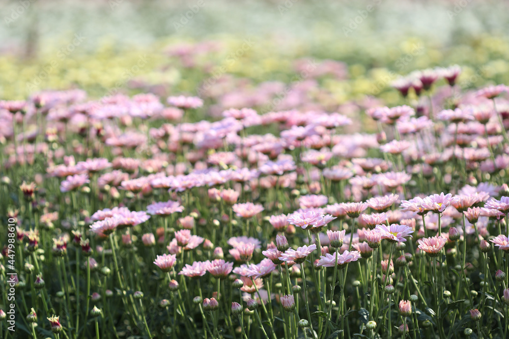 Pink Chrysanthemum buds under morning sunlight at flower field