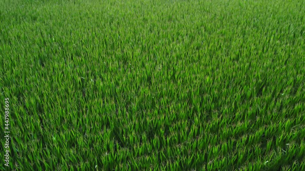 Slow flight over a fresh green cornfield, drone flight Slow flight over a fresh green cornfield, drone flight