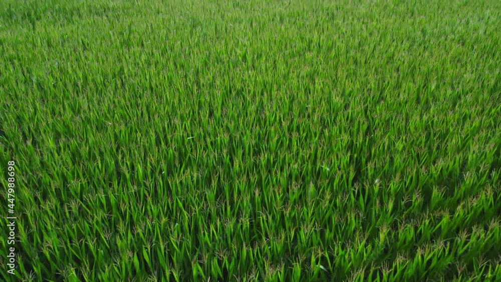 Speedy flight over a cornfield blowing in the wind, drone shot Speedy flight over a cornfield blowing in the wind, drone shot
