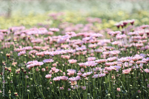 Wallpaper Mural Pink Chrysanthemum buds under morning sunlight at flower field Torontodigital.ca