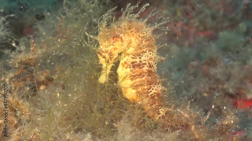 Long-snouted seahorse (Hippocampus guttulatus) sitting on reef in the Mediterranean Sea photo