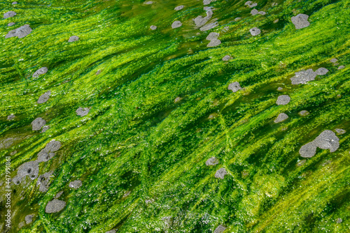 Bright green seaweed trailing the tide out on a sandy beach, as a nature background 