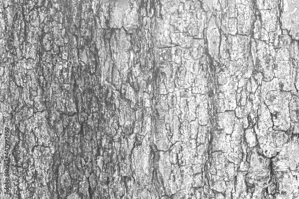Cracks of tree bark texture and background seamless Cracks of tree bark texture and background seamless