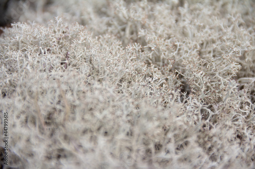 Organic forest background with white moss Cladonia. Close up with copy space.