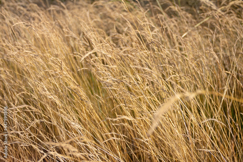 Yellow dry golden grass texture. Abstract organic background for design. © Yuliya