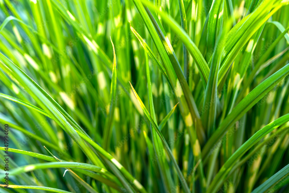 Decorative green reed on the background of the garden. Plant for landscape design Decorative green reed on the background of the garden. Plant for landscape design
