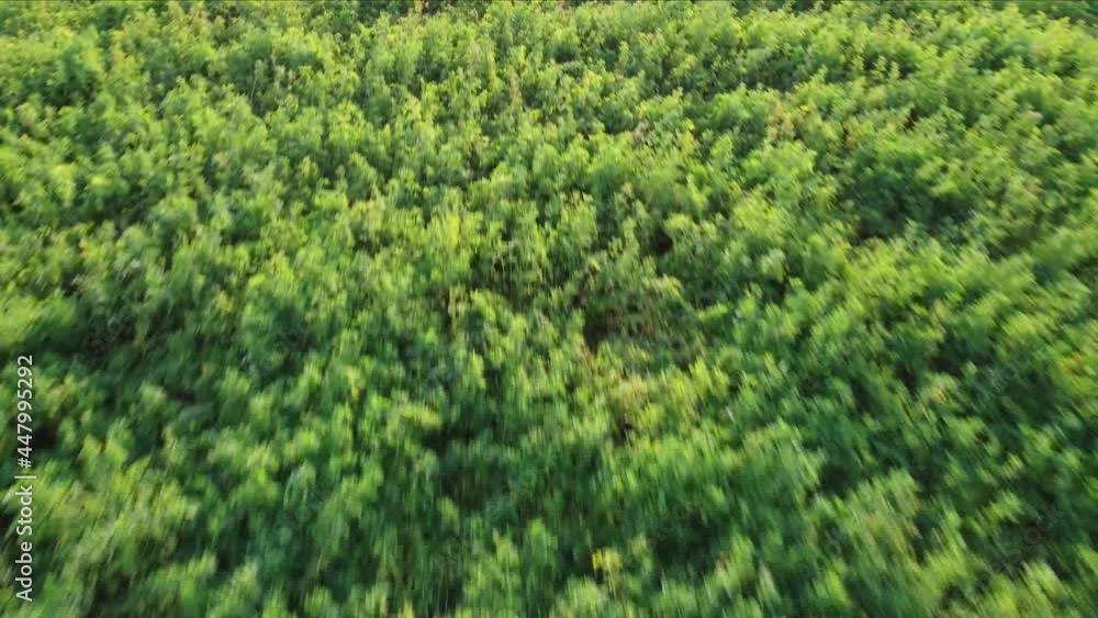 Fast moving backwards over a green meadow Fast moving backwards over a green meadow