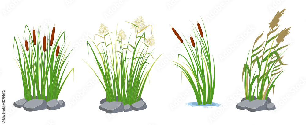 Set of cane and reeds in the green grass. Swamp and river plants. Vector flat illustration. - obrazy, fototapety, plakaty 