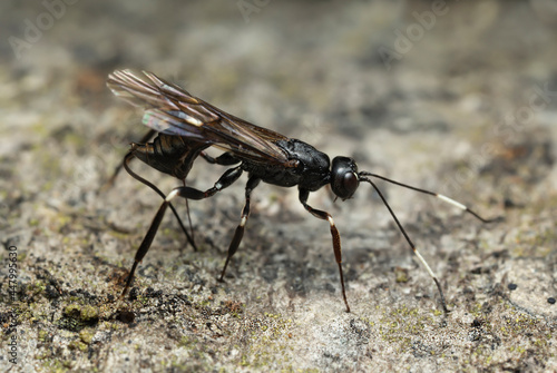 Female ichneumon wasp, Xorides sepulchralis laying eggs in aspen wood © Henrik Larsson