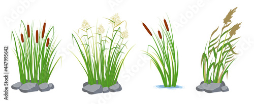 Set of cane and reeds in the green grass. Swamp and river plants. Vector flat illustration.