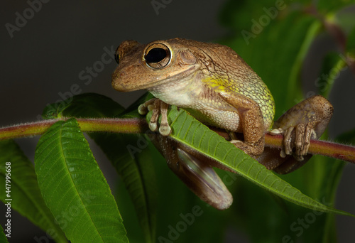 Cuban Tree Frog on a leaf  