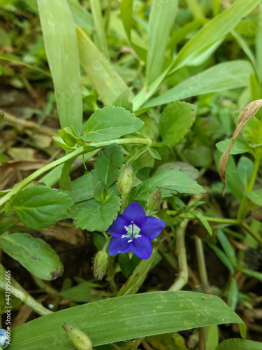 blue flower in the garden