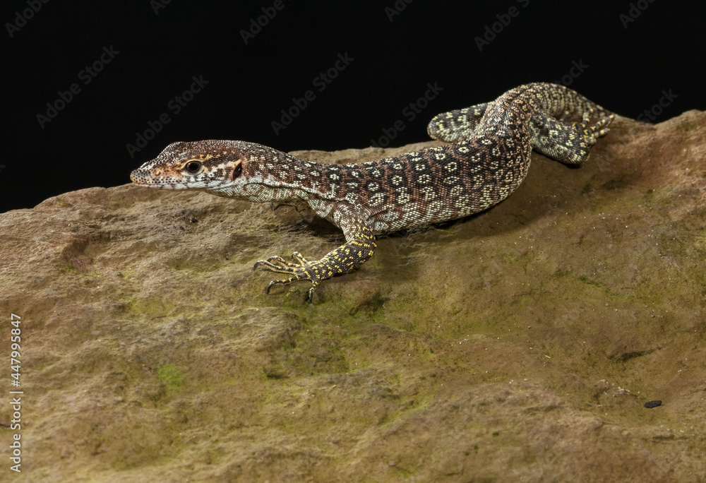 Resting Timor Monitor - Resting on a rock this small predator could be said to be chilling out. Resting Timor Monitor - Resting on a rock this small predator could be said to be chilling out.