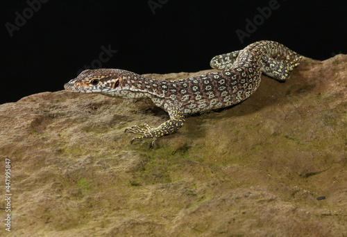 Resting Timor Monitor - Resting on a rock this small predator could be said to be chilling out.