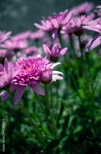 close up of pink flower