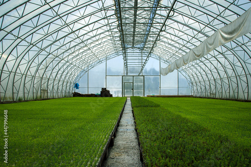 Young plants for forest restoration. Green seedlings of coniferous trees. A greenhouse for growing plants and trees. A modern large greenhouse with spruce and pine seedlings.