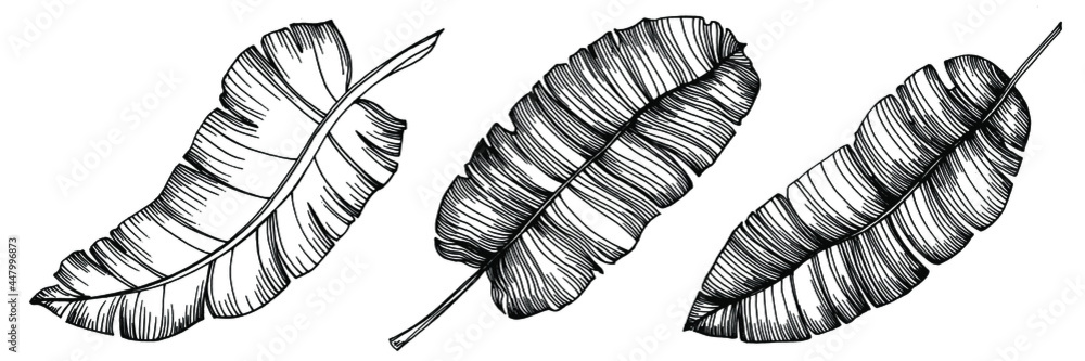 Vector Exotic tropical banana leaves. Palm beach tree jungle botanical leaves. Black and white engraved ink art. Leaf plant botanical garden floral foliage. Isolated leaf illustration element. Vector Exotic tropical banana leaves. Palm beach tree jungle botanical leaves. Black and white engraved ink art. Leaf plant botanical garden floral foliage. Isolated leaf illustration element.
