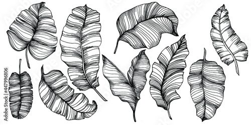 Vector Exotic tropical banana leaves. Palm beach tree jungle botanical leaves. Black and white engraved ink art. Leaf plant botanical garden floral foliage. Isolated leaf illustration element.