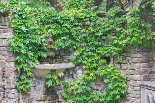 An old stone wall heavily overgrown with greenery in the old park.