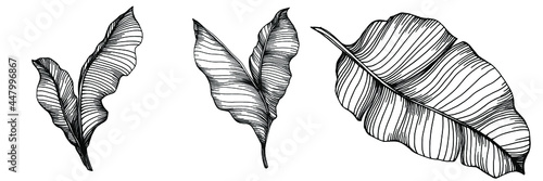Vector Exotic tropical banana leaves. Palm beach tree jungle botanical leaves. Black and white engraved ink art. Leaf plant botanical garden floral foliage. Isolated leaf illustration element.