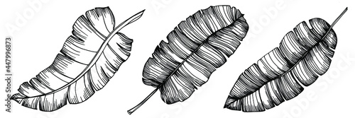 Vector Exotic tropical banana leaves. Palm beach tree jungle botanical leaves. Black and white engraved ink art. Leaf plant botanical garden floral foliage. Isolated leaf illustration element.