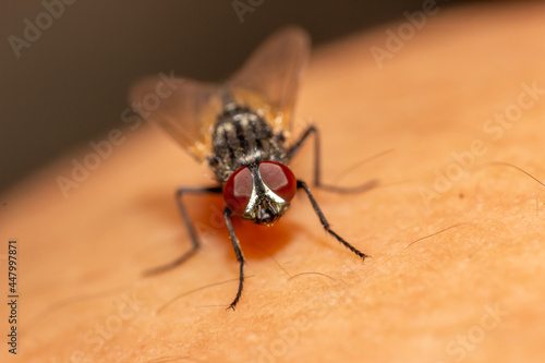 macro shoot of a fly