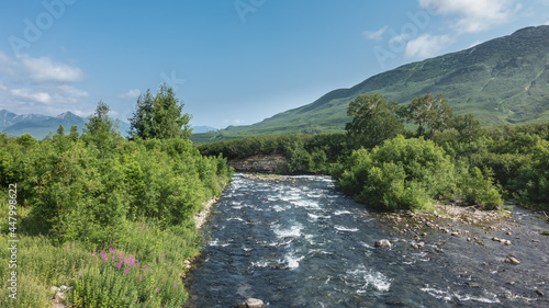 A mountain river with clear water flows and foams on a rocky bed. On the banks of green vegetation  wildflowers. A mountain range against the blue sky. Kamchatka