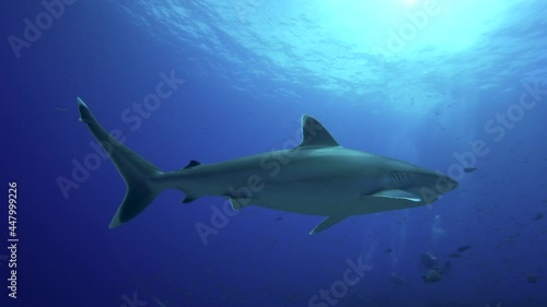 Wallpaper Mural Silvertip sharks, Carcharhinus albimarginatus cruising on a tropical coral reef in the atoll of Rangiroa, French Polynesia Torontodigital.ca
