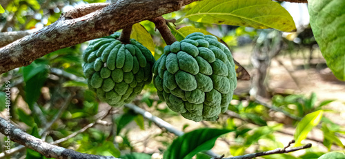 Annona squamosa fruit s