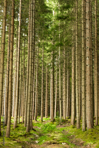 Boras  Sweden A magical pine forest and forest floor.