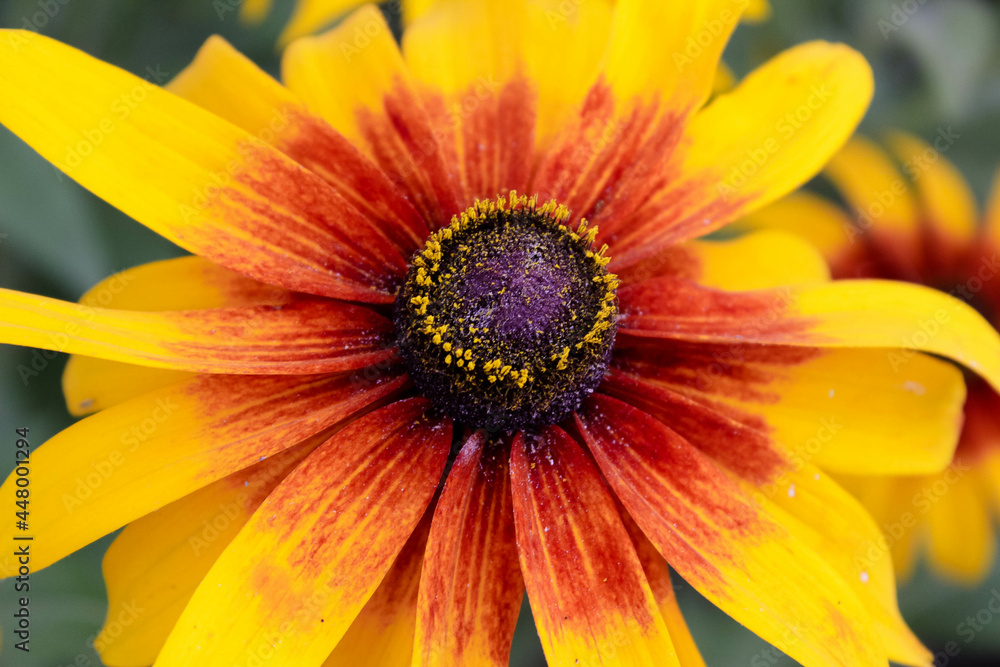 Bright yellow rudbeckia cone, emitting flowers facing the sun by the garden fence and a live butterfly. Bright yellow rudbeckia cone, emitting flowers facing the sun by the garden fence and a live butterfly.