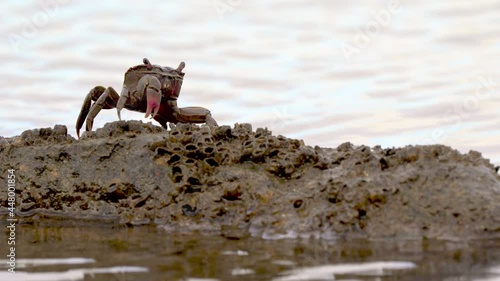 Lone neohelice granulata crab stands on stone with barnacles by water photo