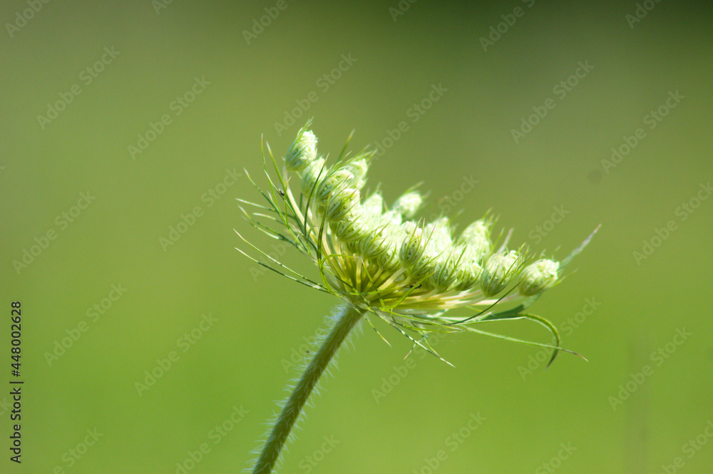 Fototapeta premium Wild carrot in bloom side closeup view with selective focus background
